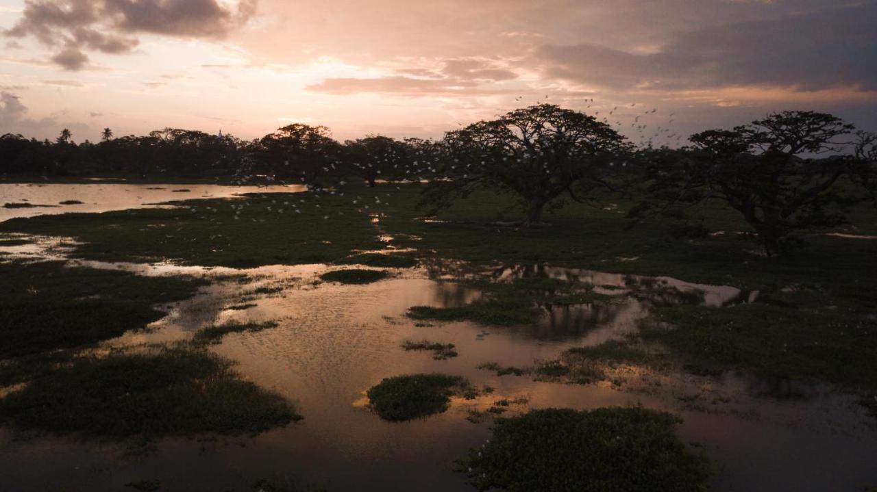 Golden Wild - Yala Hotel Tissamaharama Buitenkant foto
